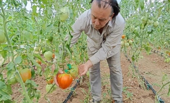 Dalları bile taşıyamıyor! Hobi amacıyla başlamıştı şimdi dev domatesler üretiyor...