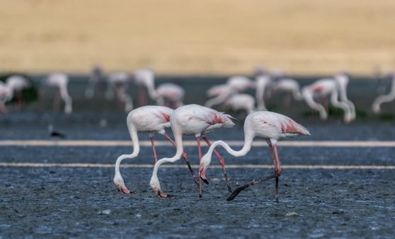 Tuz Gölü, 5 bin yavru flamingoya ev sahipliği yapıyor