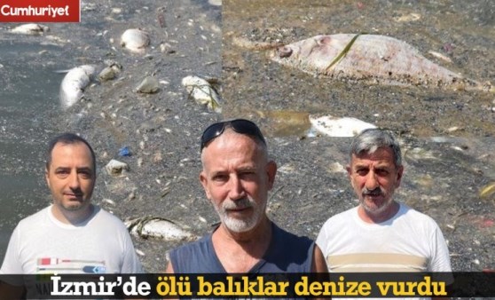 İzmir'de ölü balıklar kıyıya vurdu