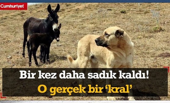 Bir kez daha krallığını yaptı ve yine sadık kaldı! O gerçek bir 'kral'