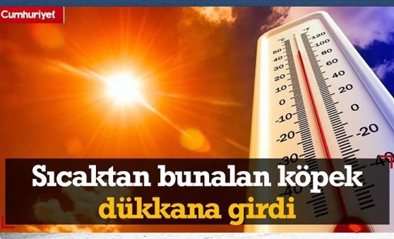 Sıcaktan bunalan sokak köpeği klimalı dükkanda serinledi